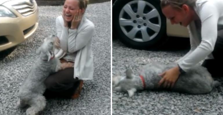 Casey's pet dog jumped up happily and fell to the ground. Image Credits: Screenshot video