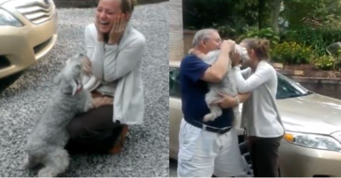 The dog faints out of happiness when owner returns 3