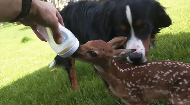 Touching the attached baby deer refuses to go away from the man who saved her life! 1