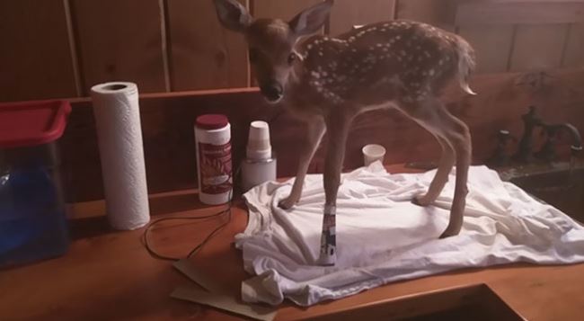 Touching the attached baby deer refuses to go away from the man who saved her life! 2