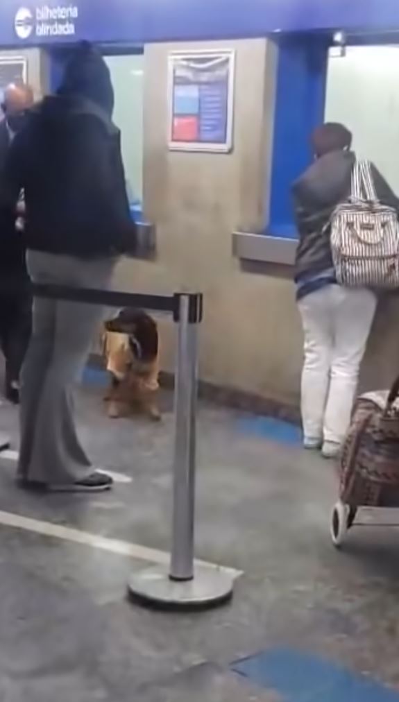 Man's act of kindness: giving his shirt to a stray dog on a cold day 6