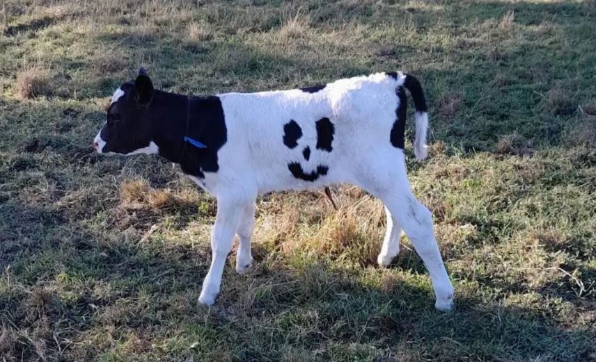 Strange, a calf has 'smiley face' fur that excites owner 1