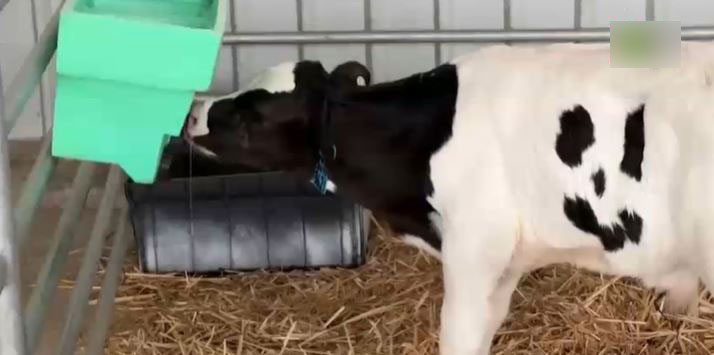 Strange, a calf has 'smiley face' fur that excites owner 2