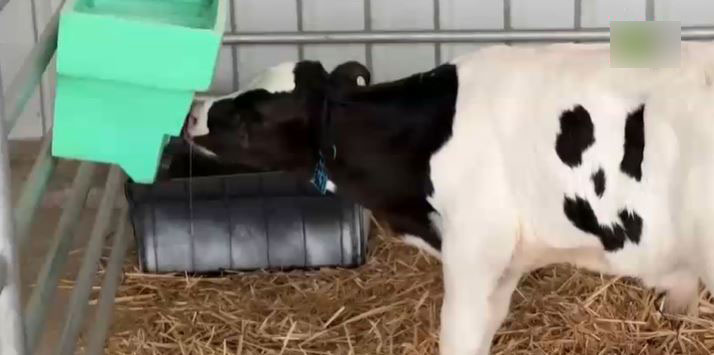 Strange, a calf has 'smiley face' fur. Image Credits: Screenshot video