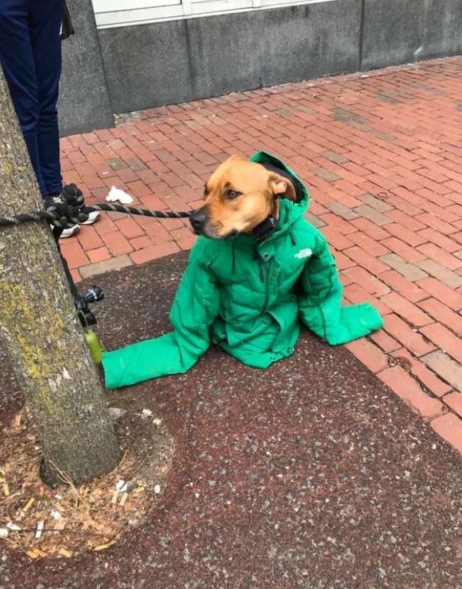 The kind woman gives her coat to dog waiting outside post office in cold weather 1