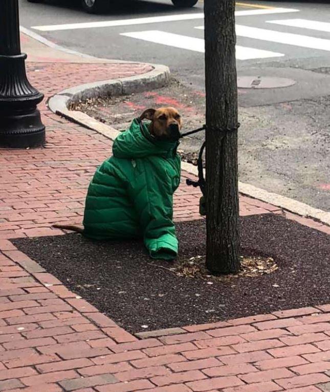 The kind woman gives her coat to dog waiting outside post office in cold weather 3