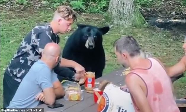 Wild black bear wanders into camp begging for food 1