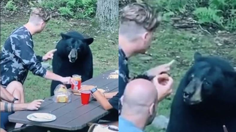 Wild black bear wanders into camp begging for food 2