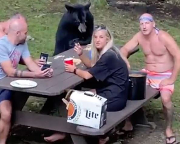 Wild black bear wanders into camp begging for food 3