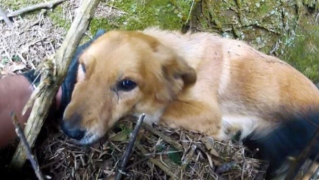 A dog rescued from a cliff after days shows appreciation to rescuers 2