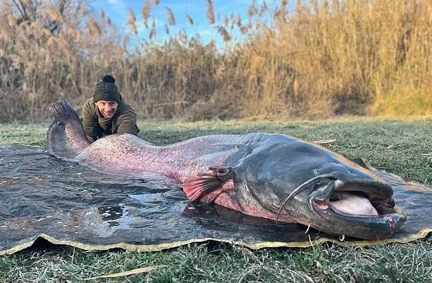 British angler accidentally catch giant catfish 'Sea Monster' weighing Over 222lbs 1