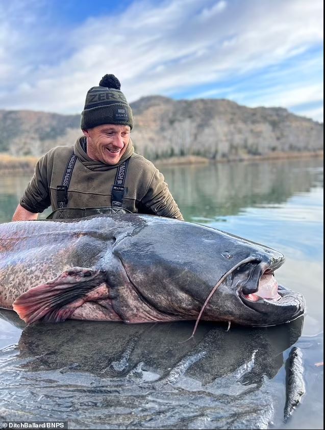 British angler accidentally catch giant catfish 'Sea Monster' weighing Over 222lbs 3