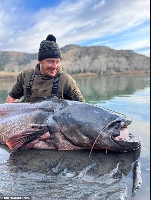 Ballard was amazed to touch a nearly 3m long catfish. Image Credits: Daily Mail