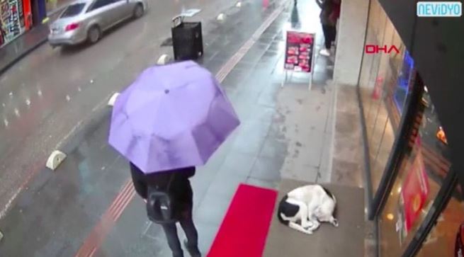 Camera captured moment kind woman offers her own towel to shivering stray dog 1