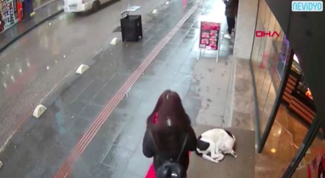 Camera captured moment kind woman offers her own towel to shivering stray dog 2