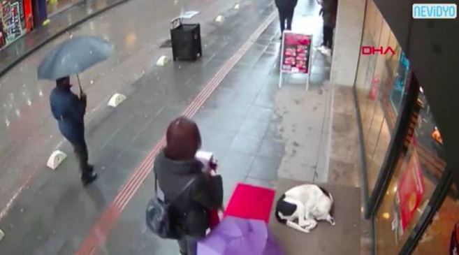 Camera captured moment kind woman offers her own towel to shivering stray dog 3
