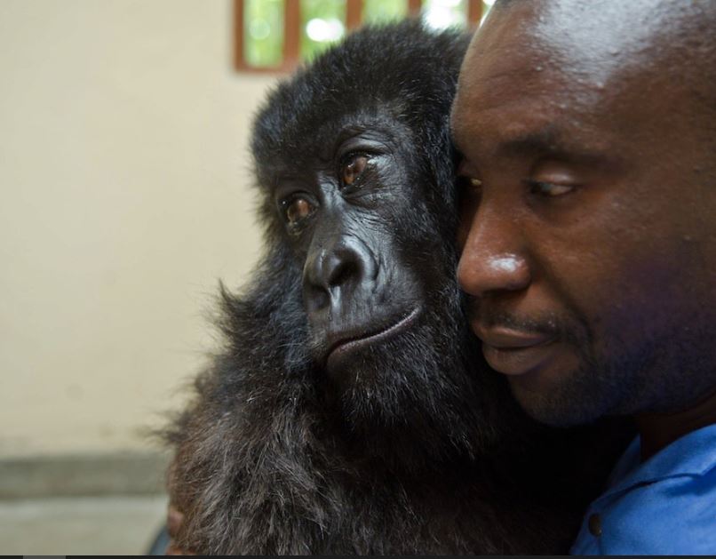 Gorilla embraces man who rescued her as a baby during her last moments 1