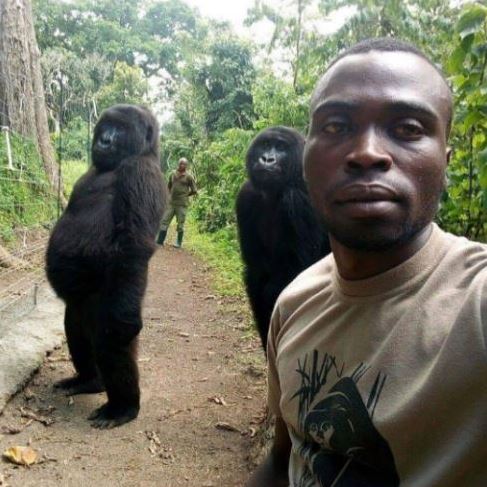 Gorilla embraces man who rescued her as a baby during her last moments 2