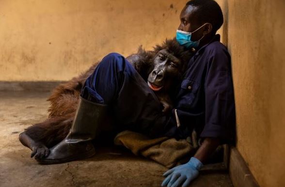 Gorilla embraces man who rescued her as a baby during her last moments 3