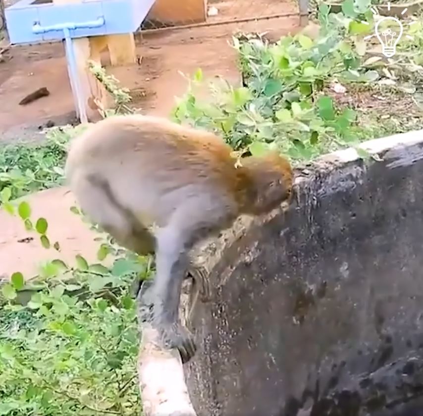Monkey rescues kitten stuck in an abandoned muddy well 3