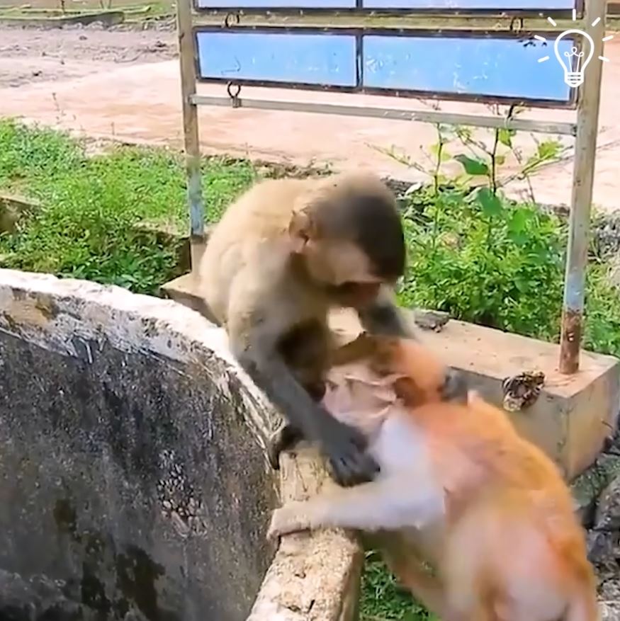 Monkey rescues kitten stuck in an abandoned muddy well 5
