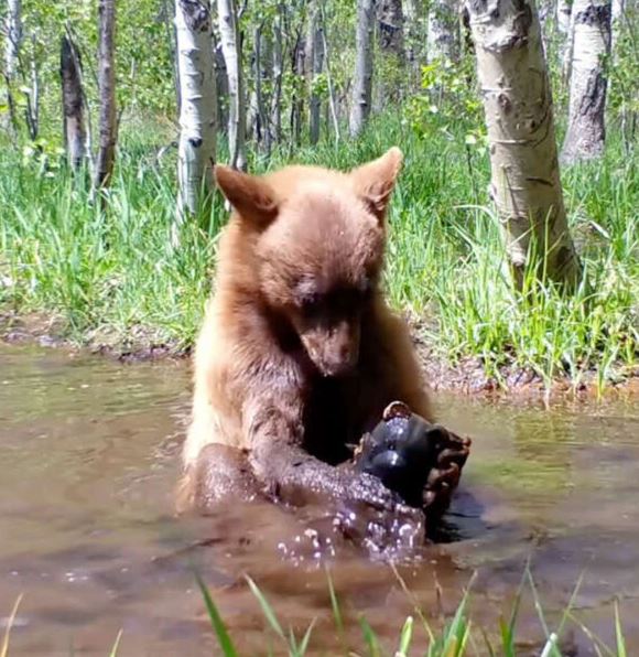 Camera captured bear taking a bath with his beloved toy in a puddle 2
