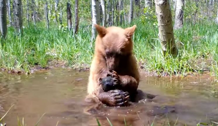 Camera captured bear taking a bath with his beloved toy in a puddle 4