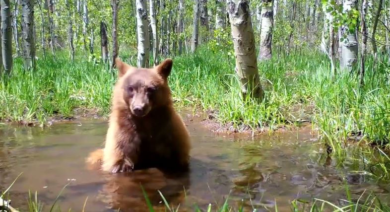 Camera captured bear taking a bath with his beloved toy in a puddle 5