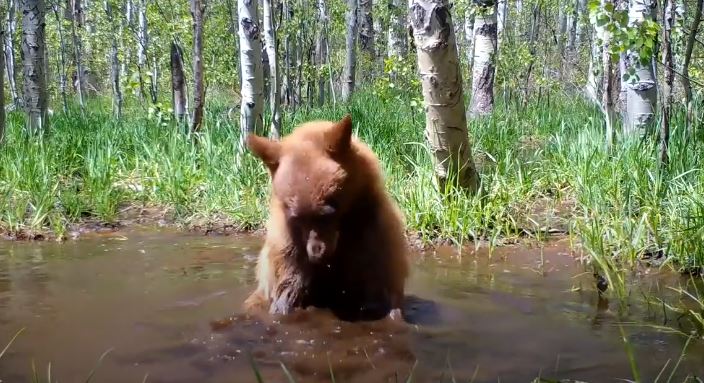 Camera captured bear taking a bath with his beloved toy in a puddle 3