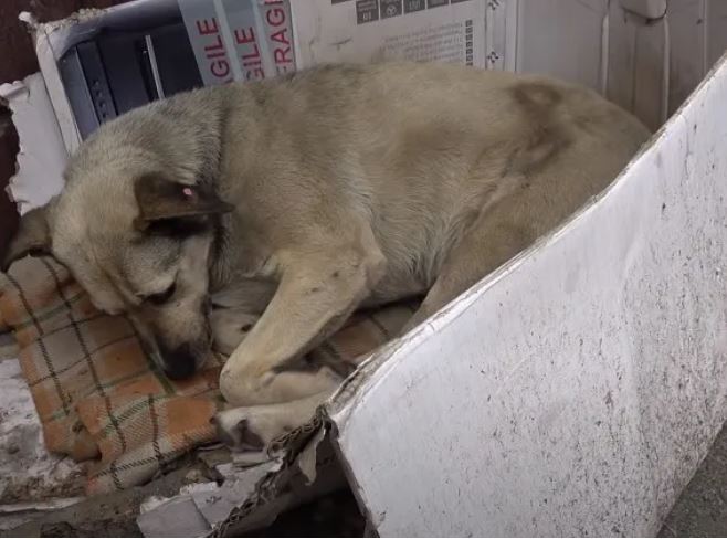 Heartbreaking, the dog spent his whole life wandering and then a caring tourist found him a new home 1