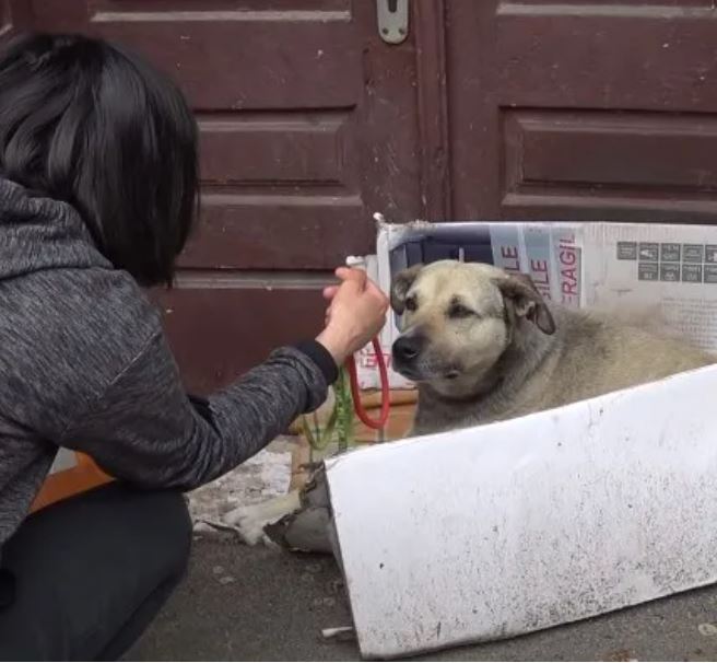 Heartbreaking, the dog spent his whole life wandering and then a caring tourist found him a new home 2