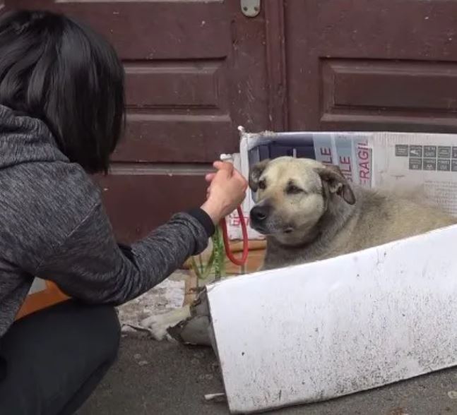Heartbreaking, the dog spent his whole life wandering and then a caring tourist found him a new home 3