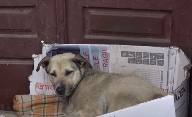 Heartbreaking, the dog spent his whole life wandering and then a caring tourist found him a new home 5