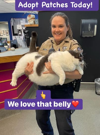 ‘Admirably gluttonous body’: 40 pound cat adopted from Virginia shelter 1