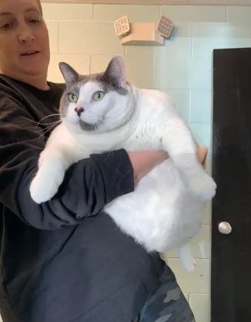 ‘Admirably gluttonous body’: 40 pound cat adopted from Virginia shelter 4
