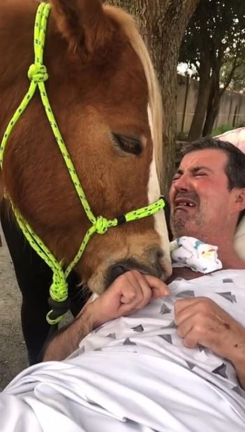 Gentle horse comforts man, bringing him to tears during memorable visit 4
