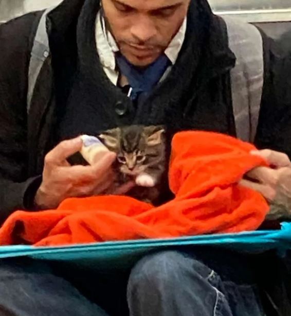 Heartwarming photos of man caring for tiny kitten on subway go viral 4