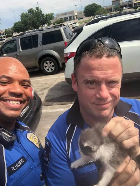 Two kitten siblings rescued by police officer form unbreakable bond and cuddle nonstop 1