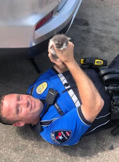 Two kitten siblings rescued by police officer form unbreakable bond and cuddle nonstop 2