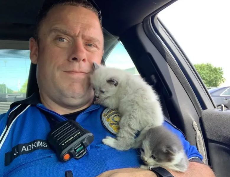 Two kitten siblings rescued by police officer form unbreakable bond and cuddle nonstop 4
