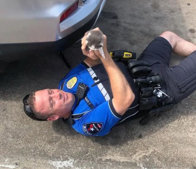 Two kitten siblings rescued by police officer form unbreakable bond and cuddle nonstop 3