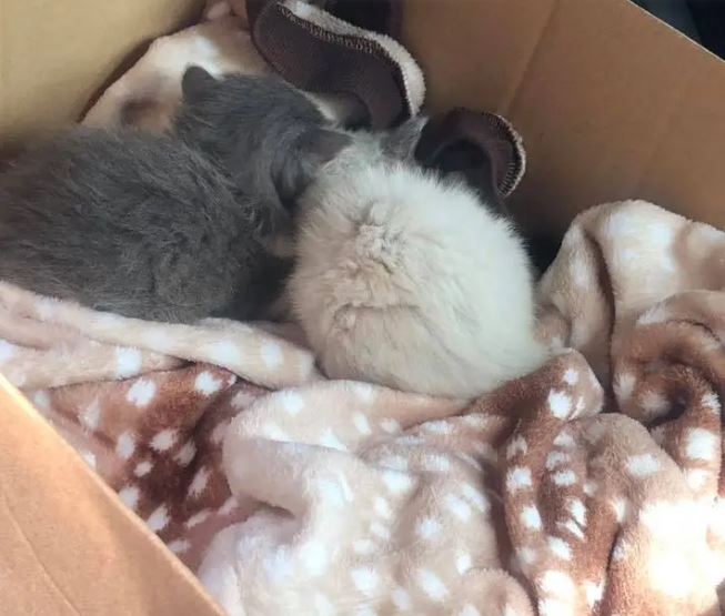 Two kitten siblings rescued by police officer form unbreakable bond and cuddle nonstop 6