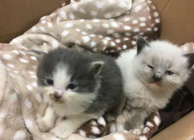 Two kitten siblings rescued by police officer form unbreakable bond and cuddle nonstop 7
