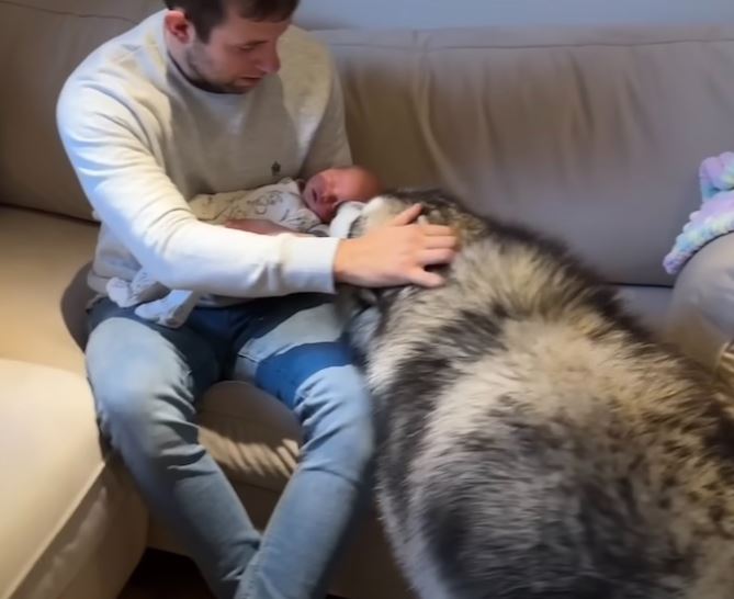 Giant husky's heartwarming first encounter with newborn baby 5