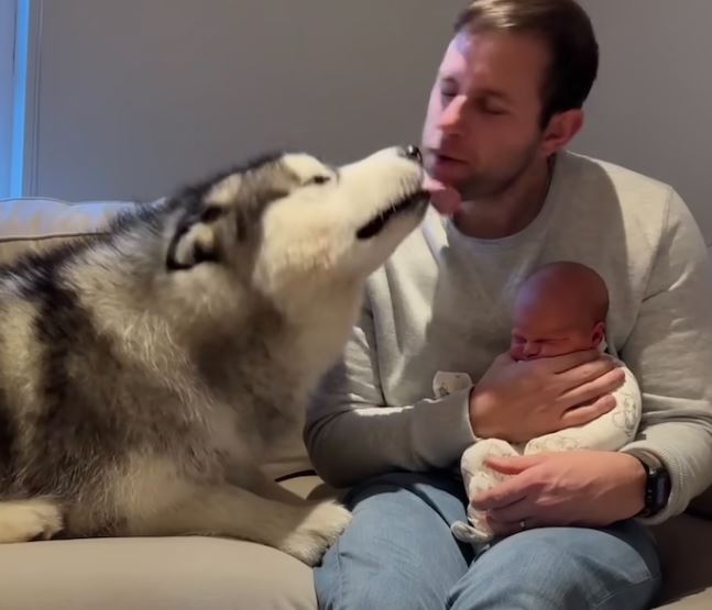 Giant husky's heartwarming first encounter with newborn baby 6