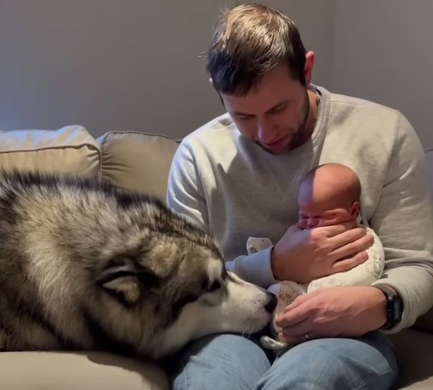 Giant husky's heartwarming first encounter with newborn baby 7