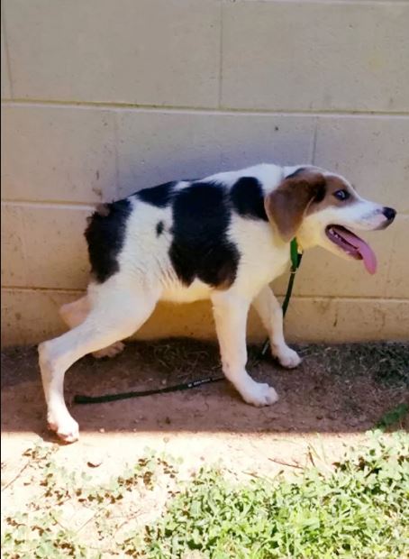 Half-spined dog finds loving family despite rare condition 1