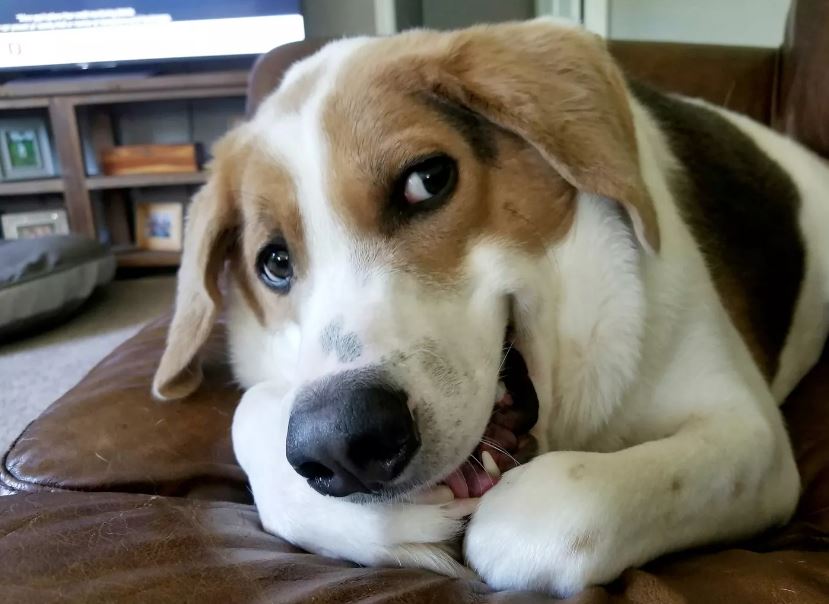 Half-spined dog finds loving family despite rare condition 2