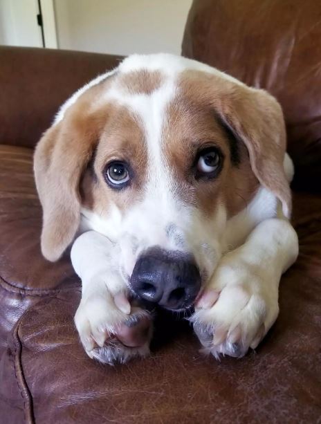 Half-spined dog finds loving family despite rare condition 4