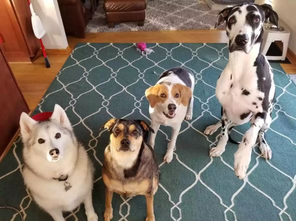 Half-spined dog finds loving family despite rare condition 6